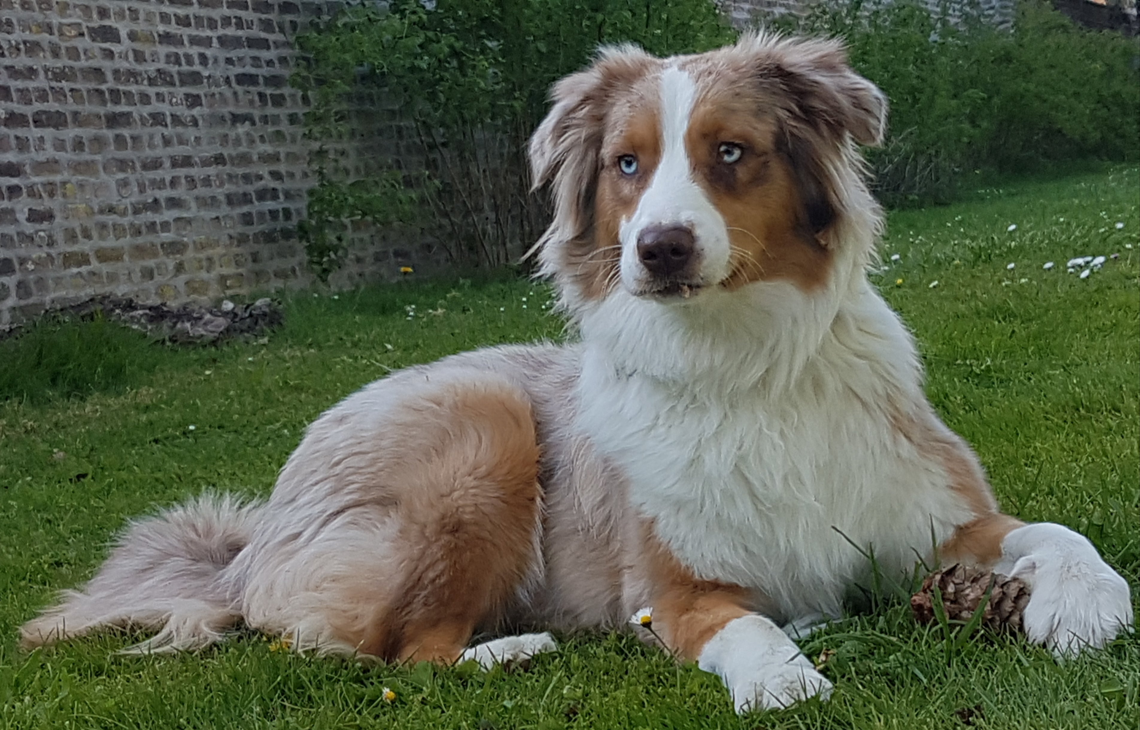 Les bienfaits d'avoir un chien sur la santé