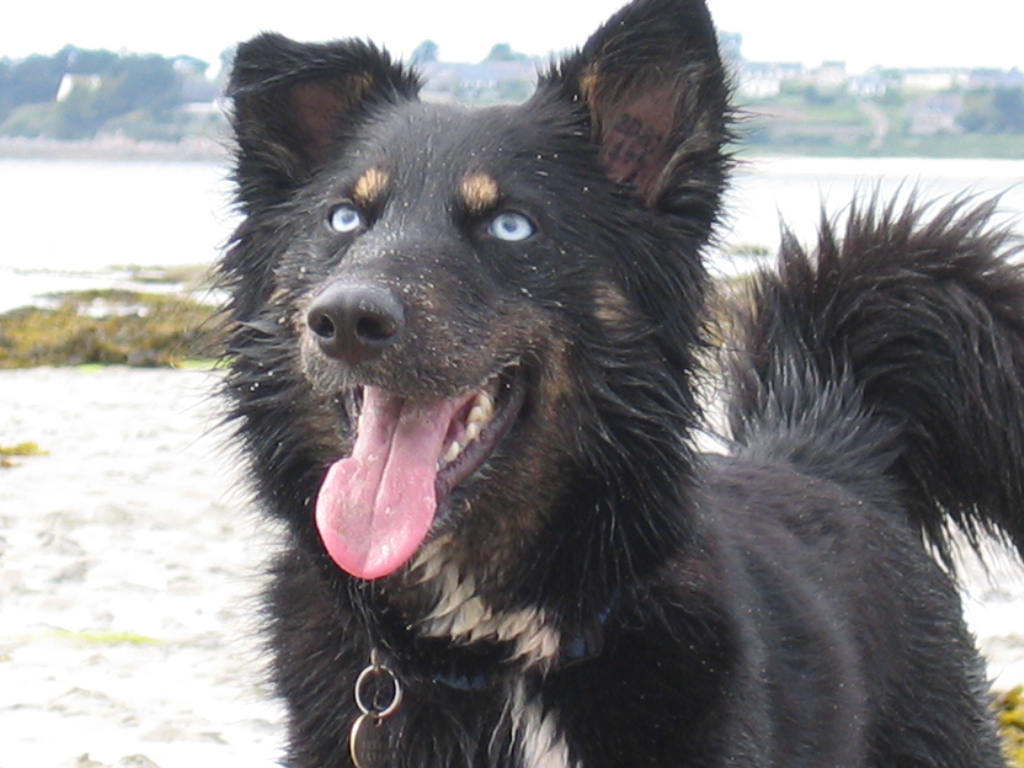 Quel chien pour quel maitre?