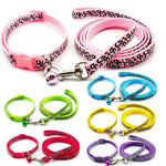 collier et laisse pour petit chien - Vignette | laisse pour chien. fr