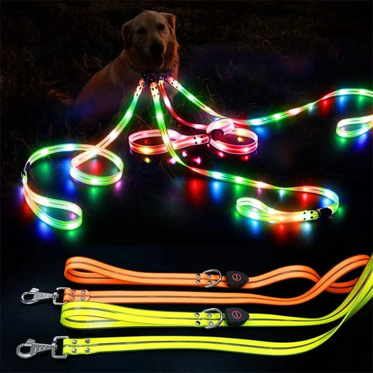 collier et laisse lumineux