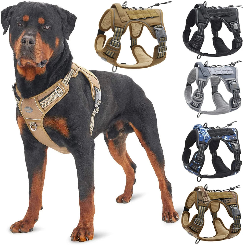 ensemble laisse et harnais pour chien