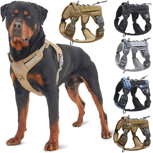 ensemble laisse et harnais pour chien