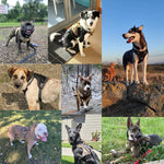 ensemble laisse et harnais pour chien - Vignette | laisse pour chien. fr