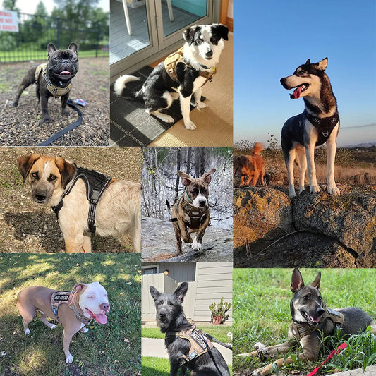 ensemble laisses et harnais pour chien