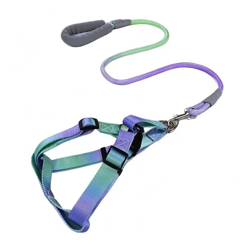 laisse et harnais poignee rembourree violet et vert