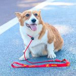 laisse lasso pour chien - Vignette | laisse pour chien. fr