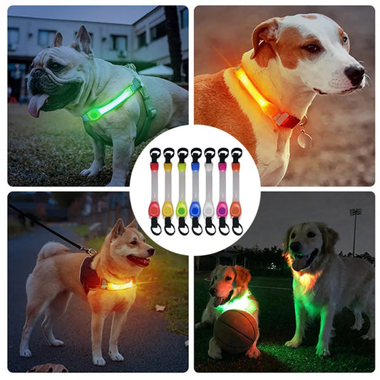 rajout lumineux sur laisse