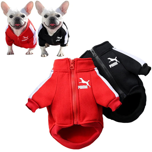 sweat pour chien
