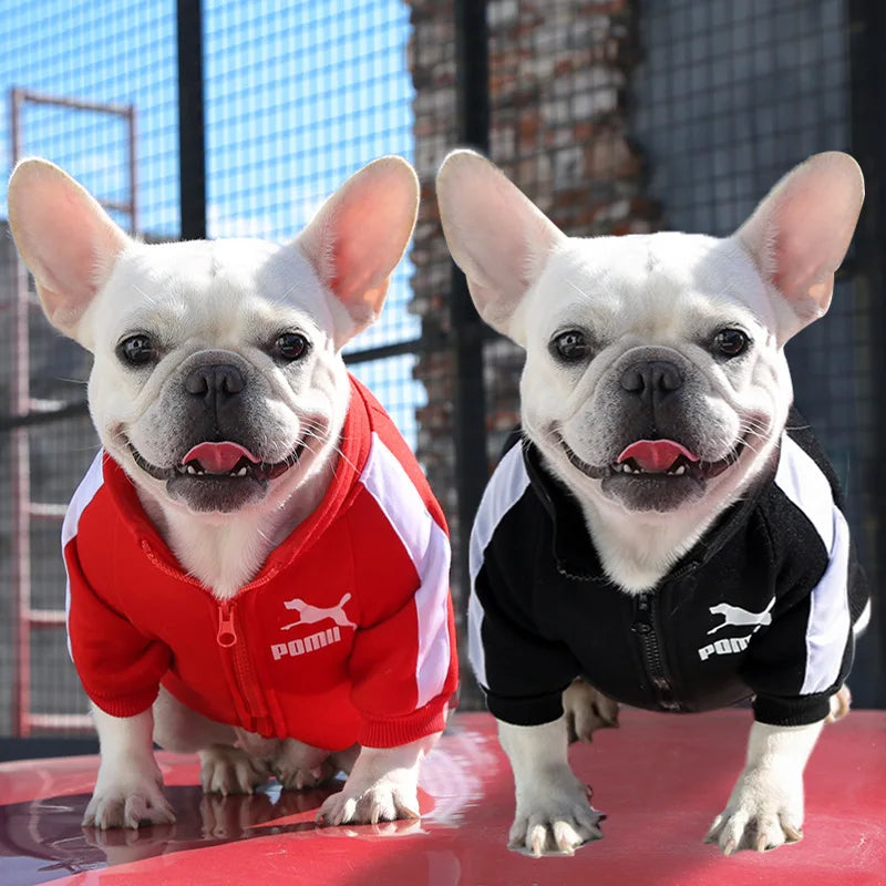 sweat pour chiens