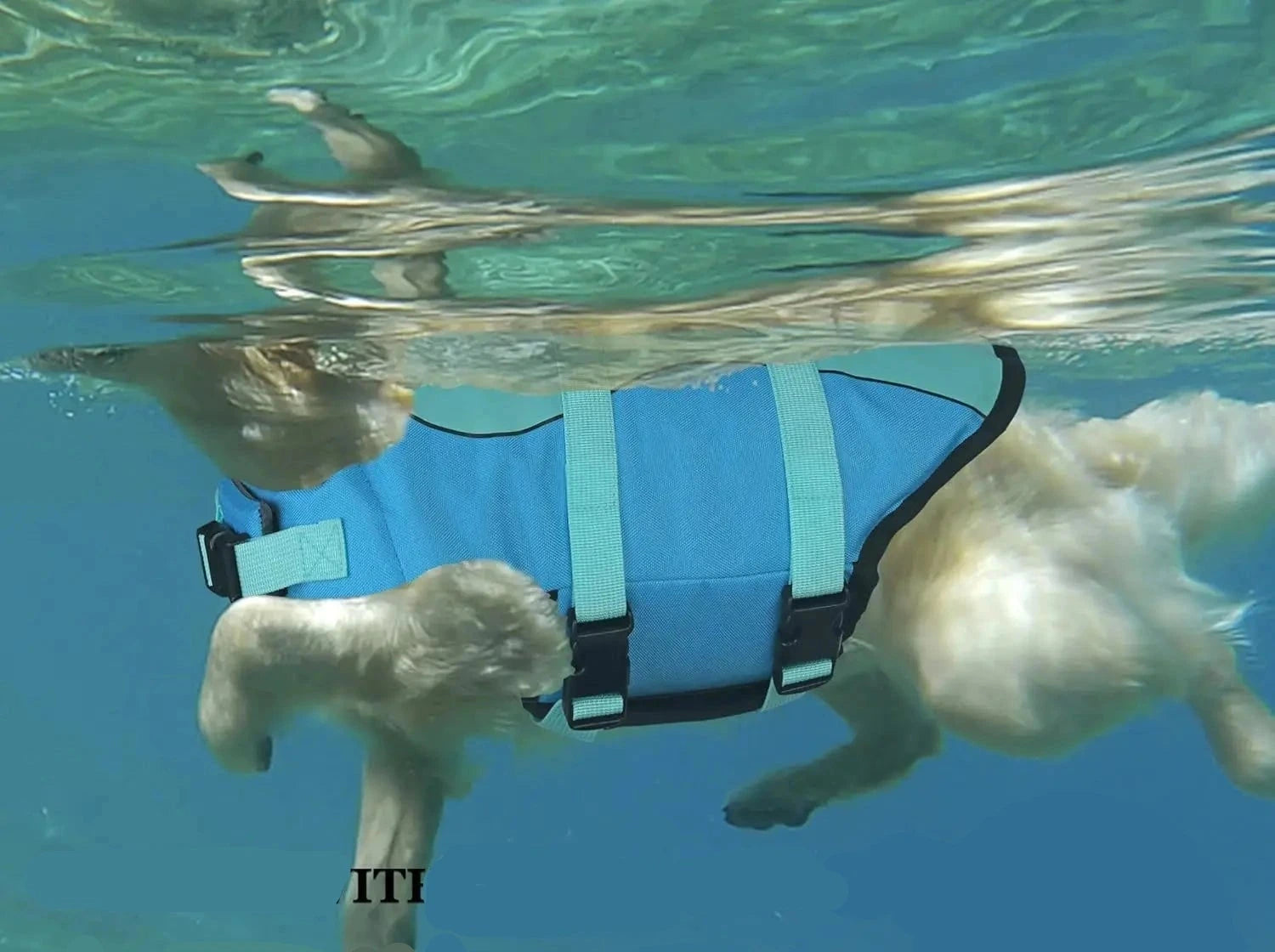 veste gilet de sauvetage requin pour chien ajustable