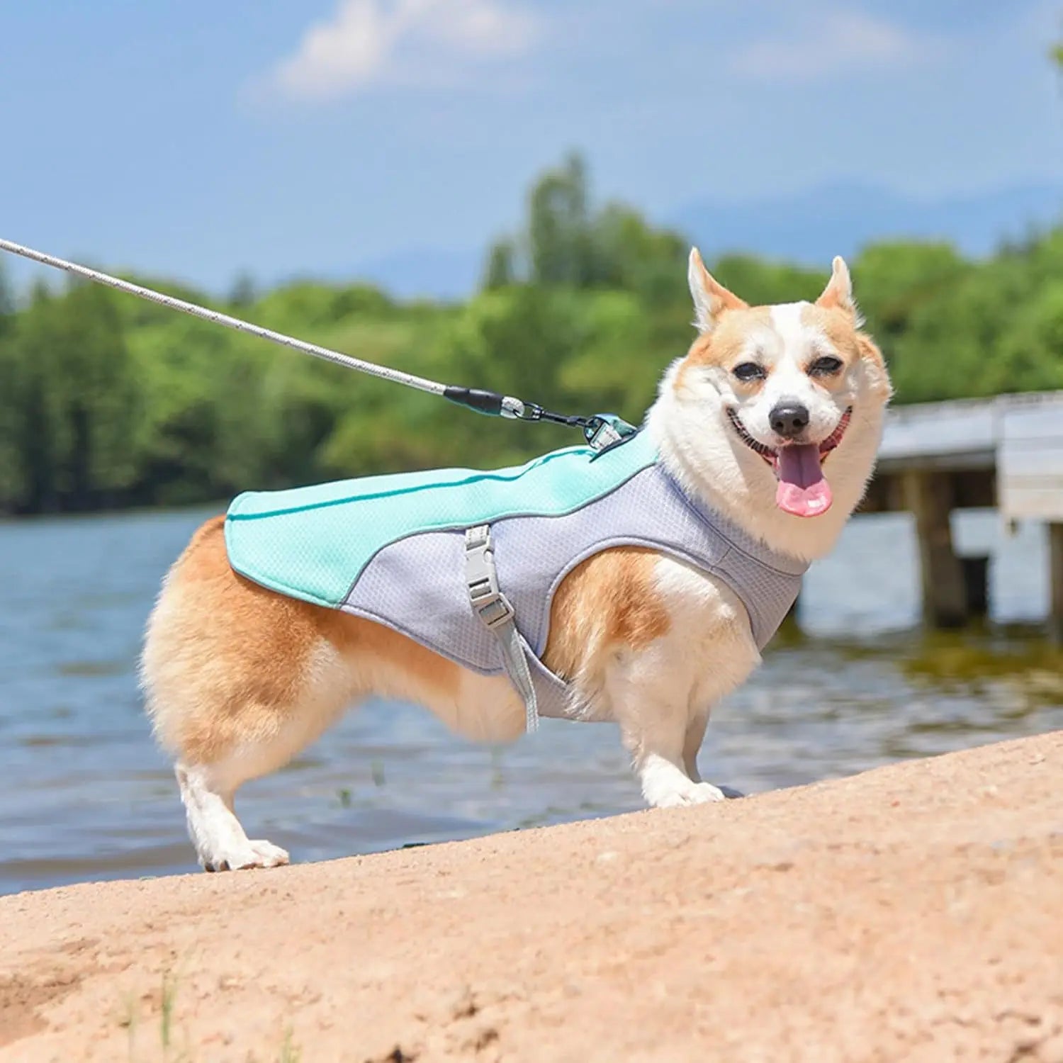 veste rafraichissante pour chiens